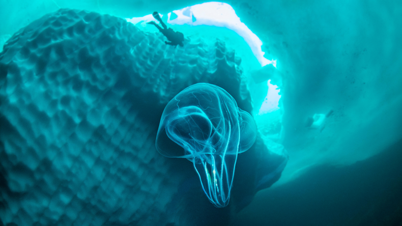 The warty comb jelly (Mnemiopsis leidyi) invasive species in EU waters from the American Atlantic coast. Credit BIOSPHOTO / Alamy Stock Photo