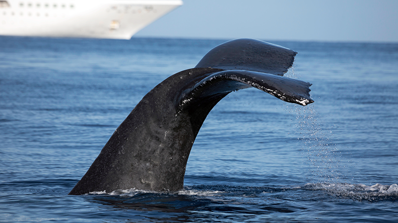 A humpback whale in front of a large cruiseship