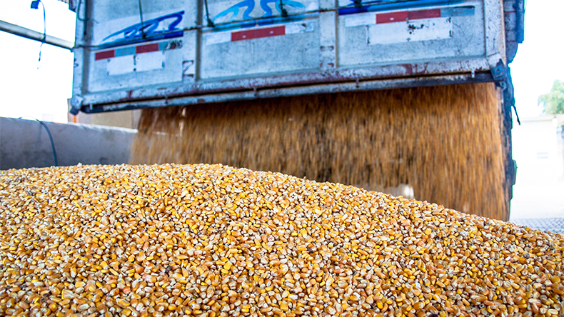 Truck makes a corn dump in Brazil